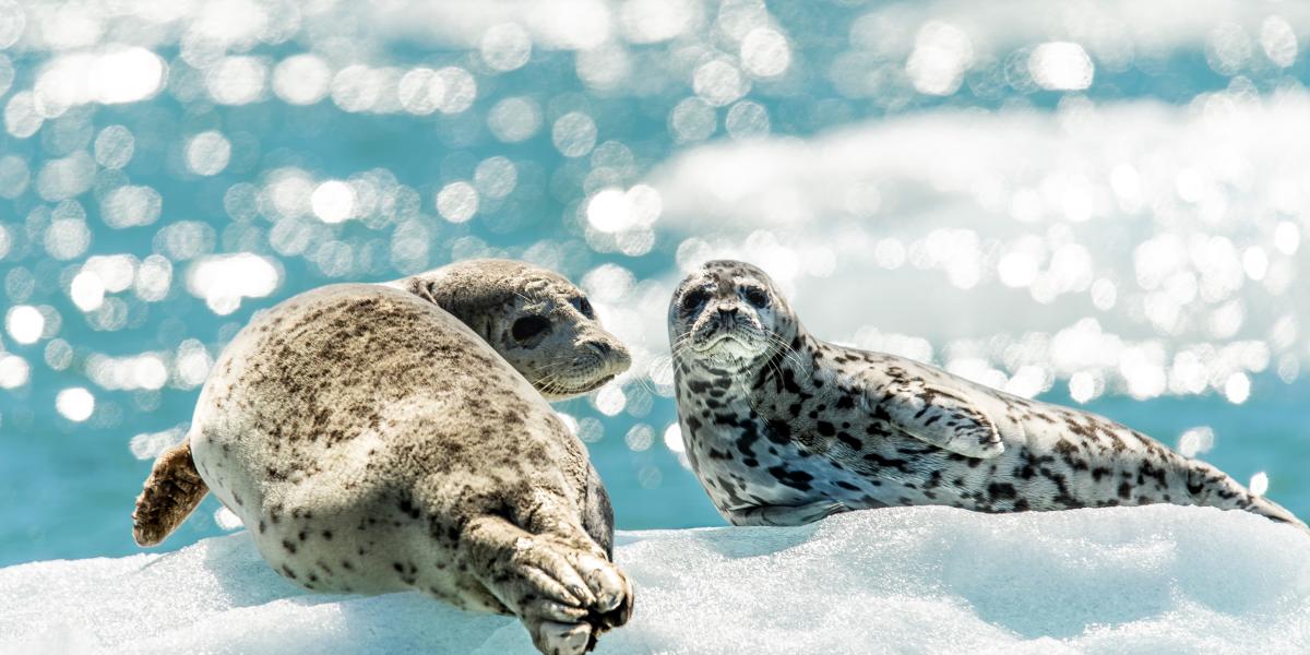 Two seals resting on a floating iceberg.