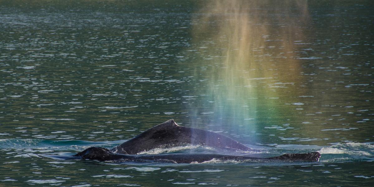 Pod of Whales Bubble Netting