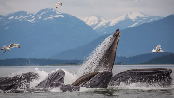 Whale Watching in Juneau, AK | Wildlife Tours