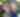 Bristol Renaissance Faire