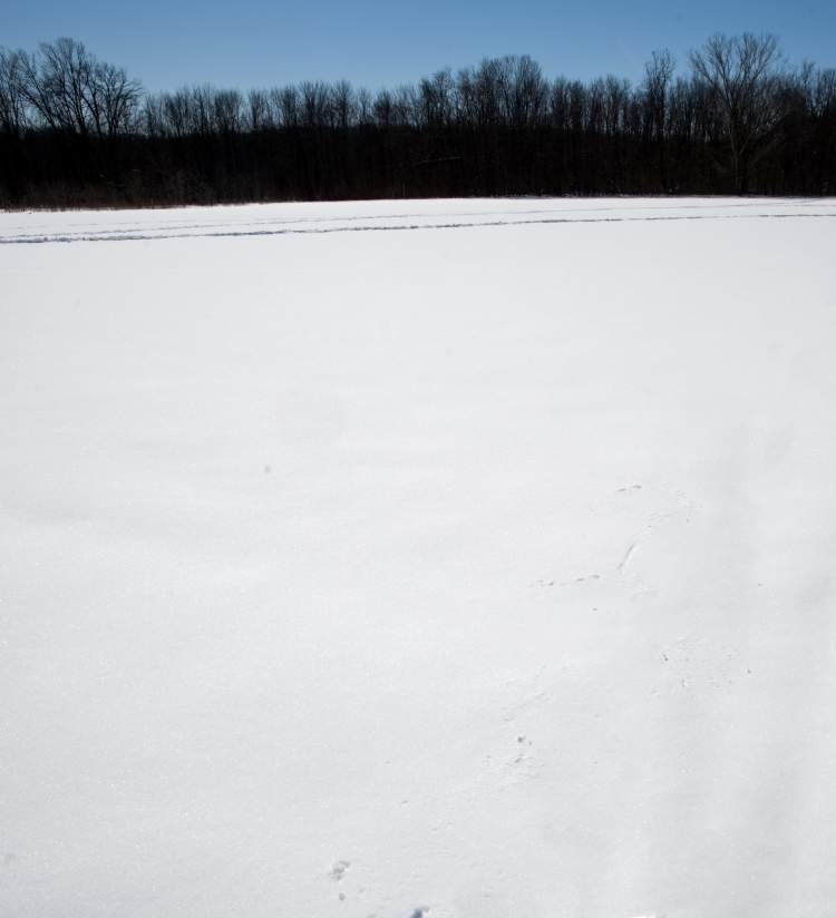 Snow Field