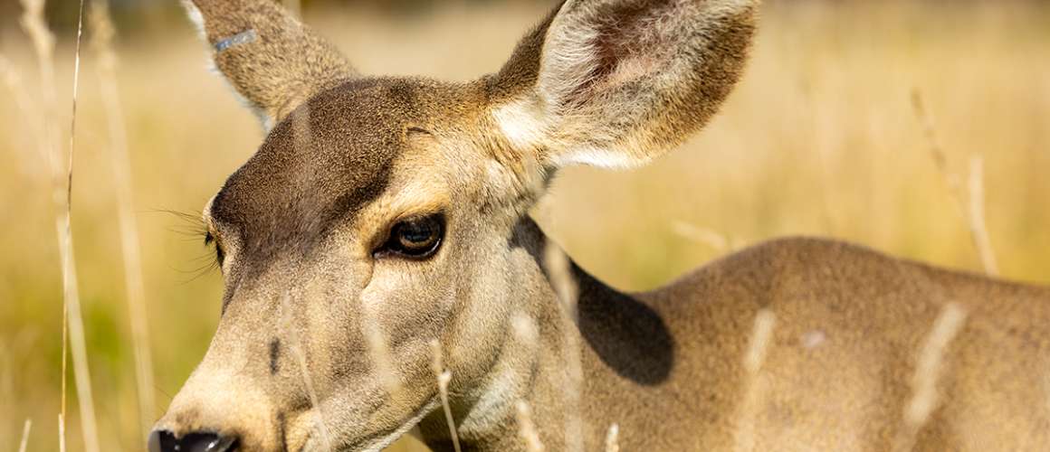 Paris Deer Park
