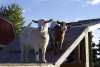 Jerry Smith Farm - Photo Archives