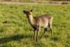 Paris Deer Park