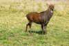 Paris Deer Park
