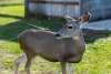 Paris Deer Park