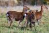 Paris Deer Park