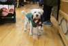 Even Dogs Shop!