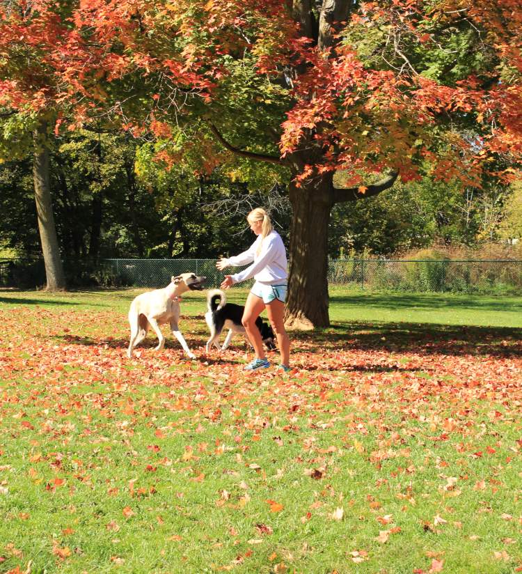 Carlisle Family Dog Park