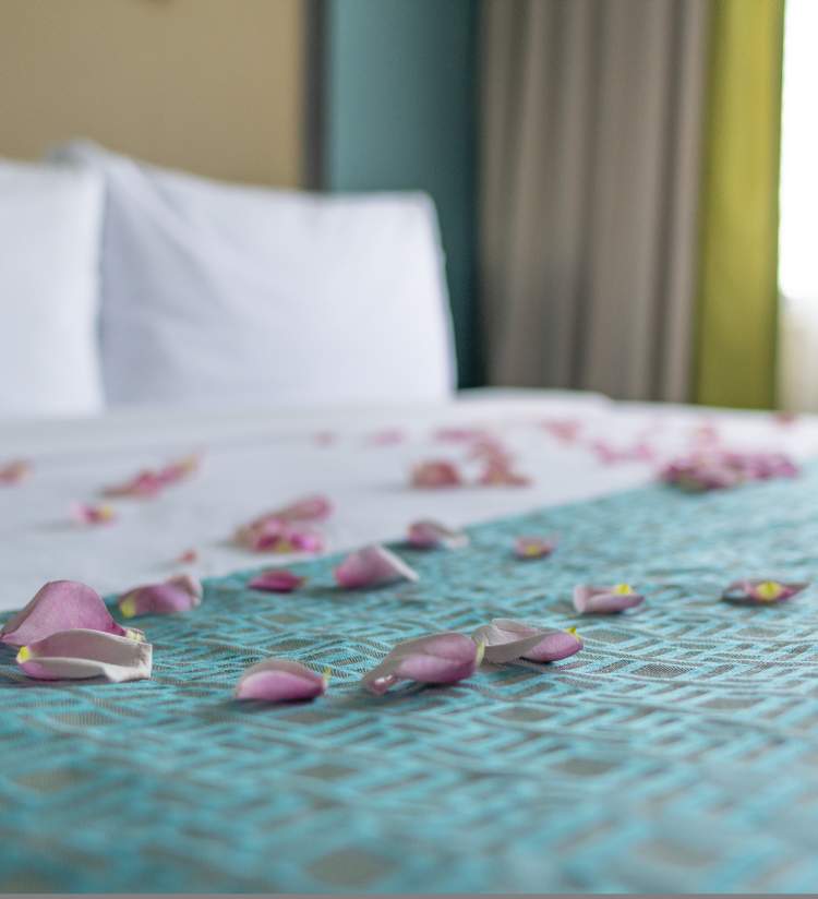 Rose petals on hotel bed