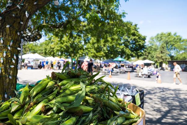 Sweet Corn Fest at Jerry Smith Farm