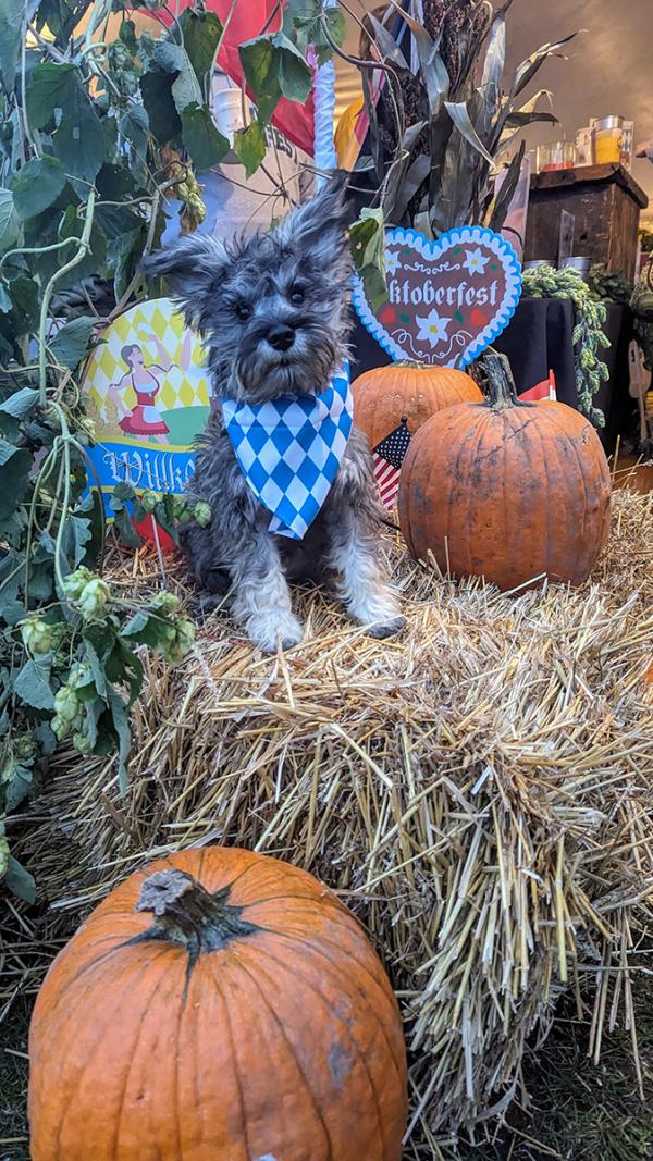 Lakeside Oktoberfest