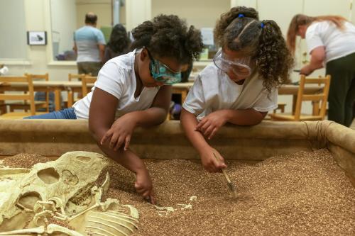 Dinosaur Museum - Kids Dino Dig