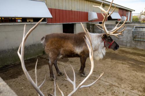 Paris Deer Park