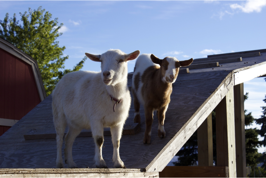 Jerry Smith Farm - Photo Archives