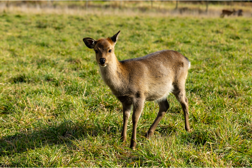 Paris Deer Park