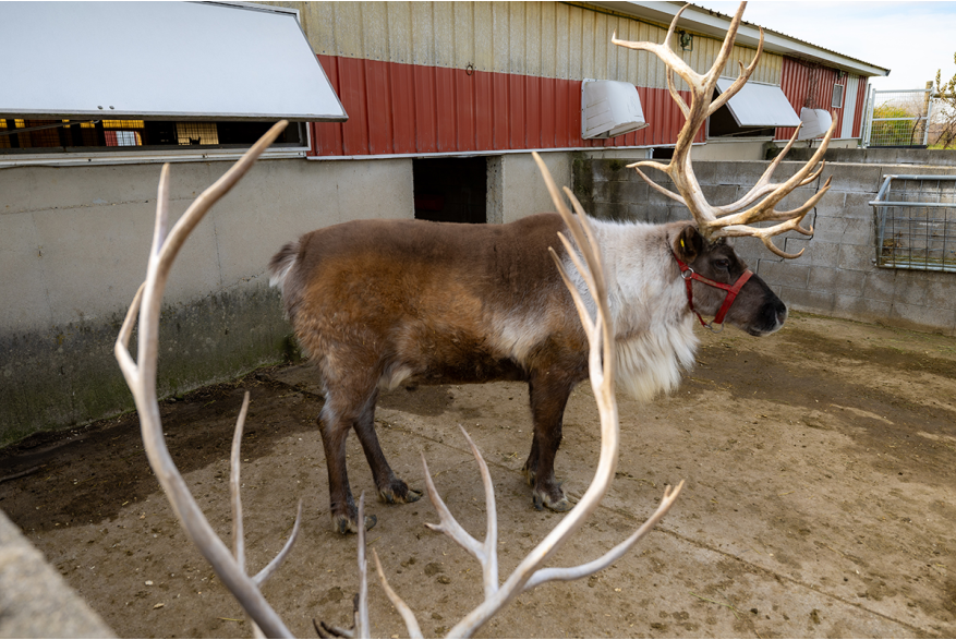 Paris Deer Park