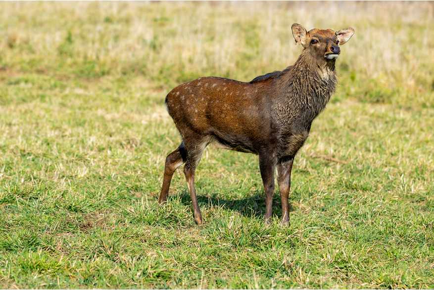 Paris Deer Park