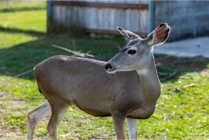 Paris Deer Park