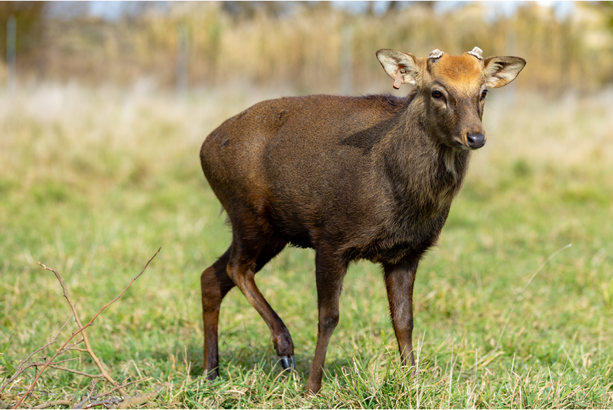 Paris Deer Park