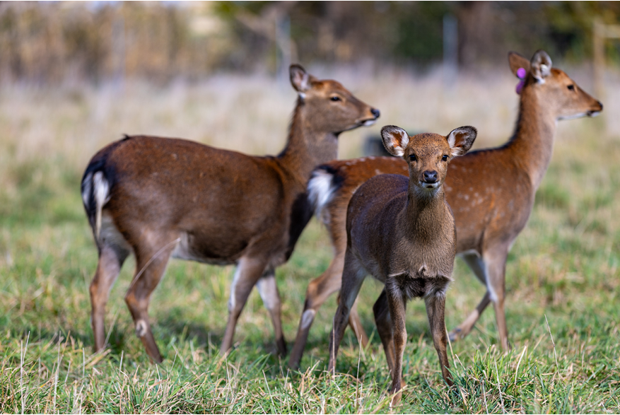 Paris Deer Park