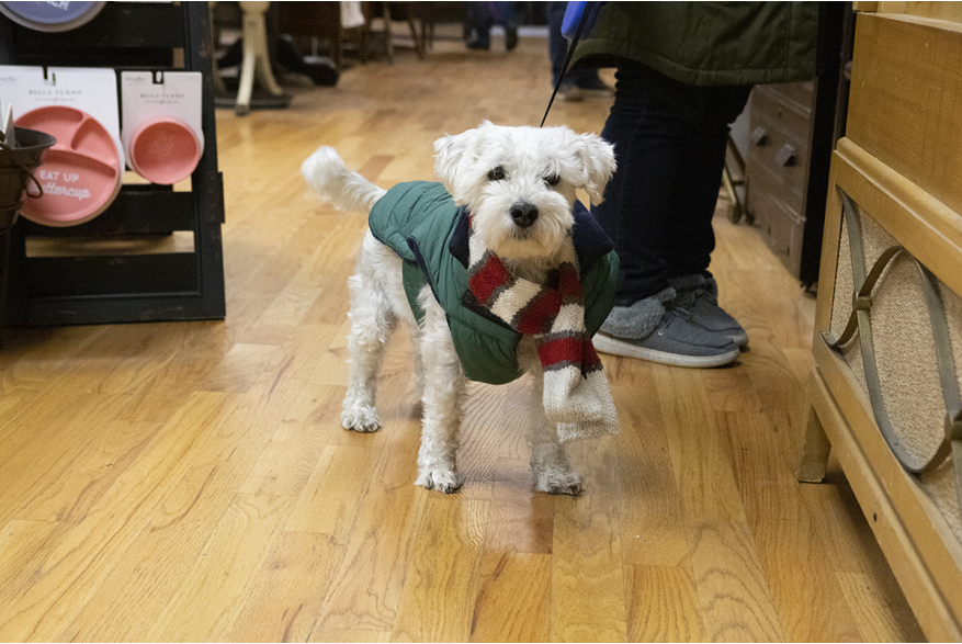 Even Dogs Shop!