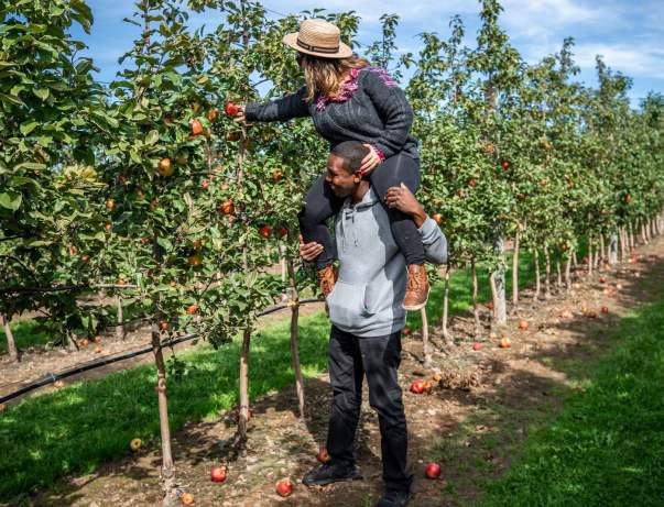 Apple Harvest Festival