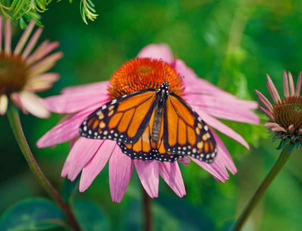 Blooms & Butterflies
