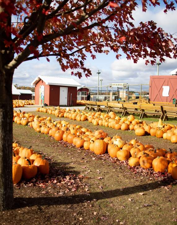 Pumpkin Harvest Festival