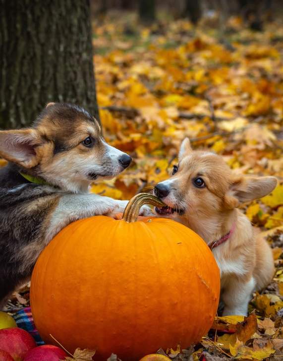 Howl-o-ween Pet Parade and Costume Contest