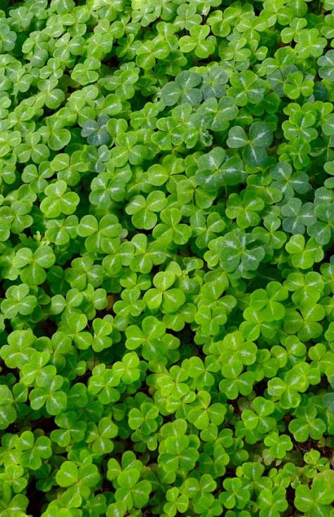 Parade Day Party at Bud's