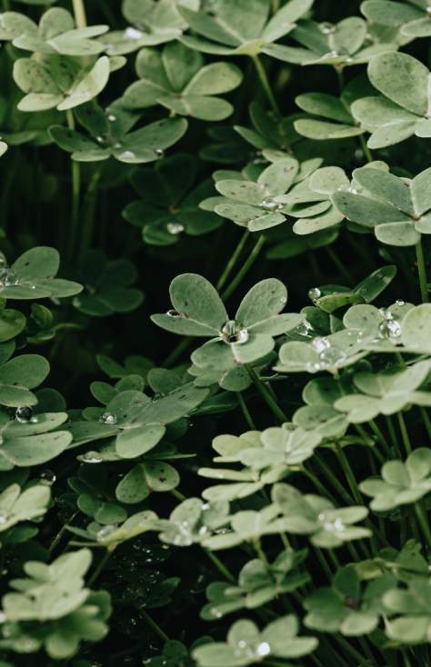 Kenny's Pub Parade Day Celebration