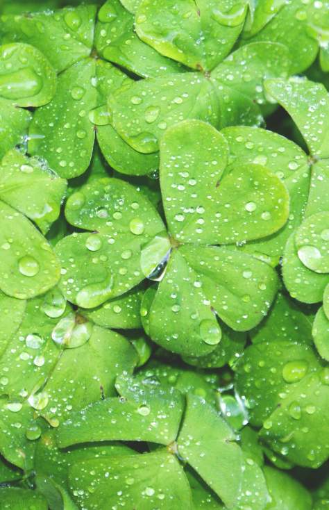 Parade Day Ham & Cabbage Dinner