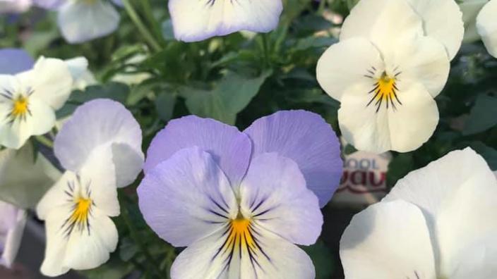 Bloomin' Idiots Floral Garden Center | Old Forge, PA