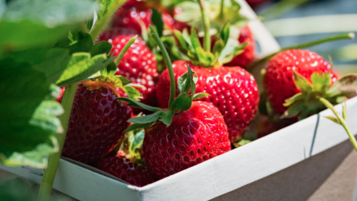 Strawberry Festival | Scott Township, PA