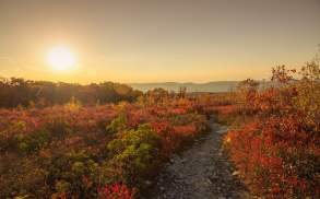 Fall Foliage at Eales Preserve at Moosic Mountain