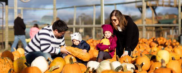 A family picking pumpkins at Roba Family Farms