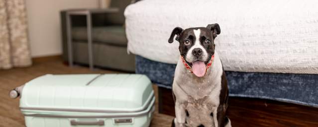 Dog Friendly Room at the Hampton Inn Scranton Montage