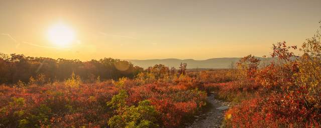 Fall Foliage at Eales Preserve at Moosic Mountain