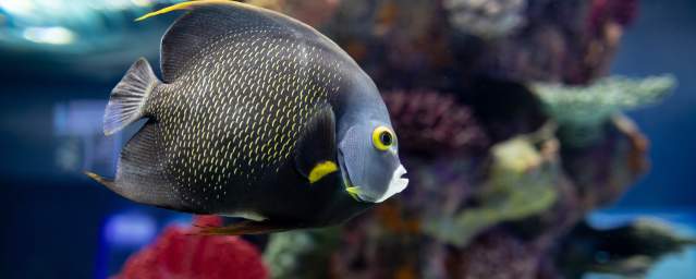 Fish at the Electric City Aquarium in Downtown Scranton, PA
