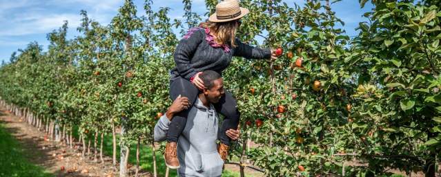 A couple picking apples at Lakeland Orchard & Cidery