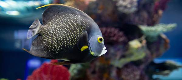 Fish at the Electric City Aquarium in Downtown Scranton, PA