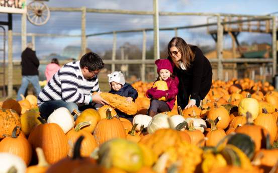 A family picking pumpkins at Roba Family Farms