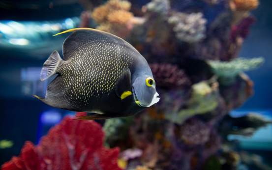 Fish at the Electric City Aquarium in Downtown Scranton, PA