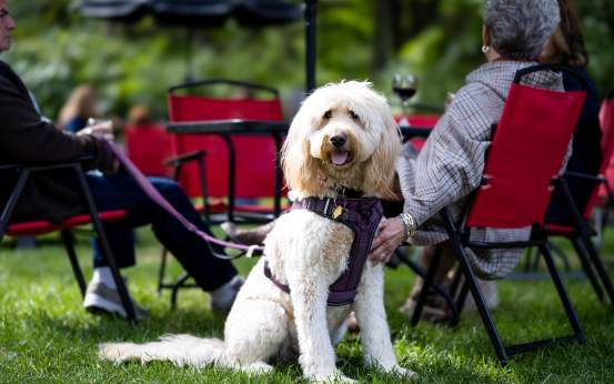 A dog at RiverView Winery in Jermyn, PA