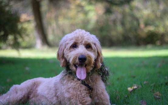 Abington Dog Park