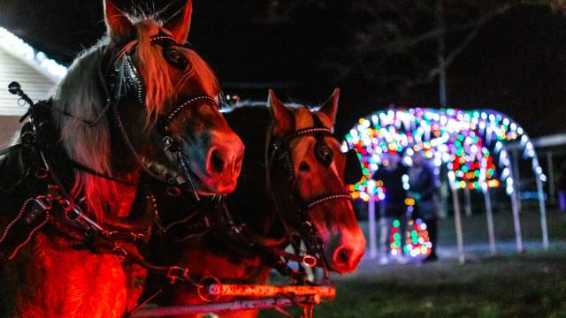 Horses providing carriage rides at the Holiday Light Spectacular at Nay Aug Park in Scranton, PA