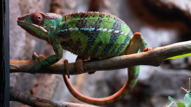 A chameleon at the Electric City Aquarium in Downtown Scranton, PA