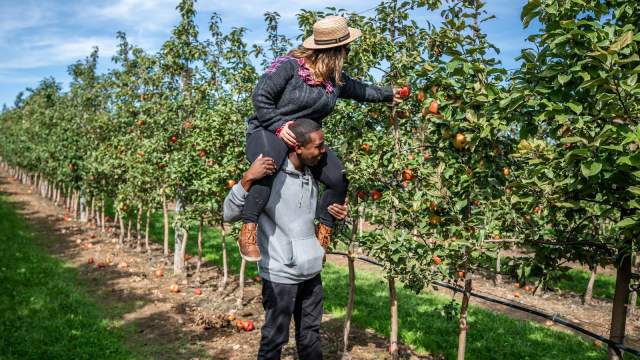 A couple picking apples at Lakeland Orchard & Cidery
