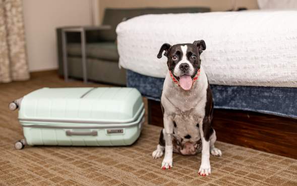 Dog Friendly Room at the Hampton Inn Scranton Montage